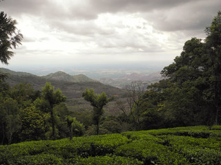 Obraz premium Tea plantations in Valparai reserve, Tamil Nadu, India