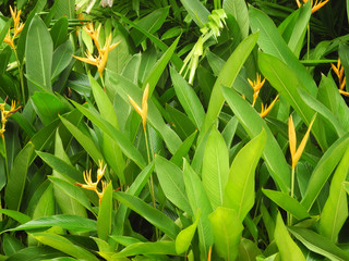 Green tropical plant Heliconia with yellow flowers, India, Kerala, Kochi