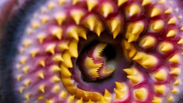 lamprey fresh parasite fish in aquarium closeup  , video hd footage