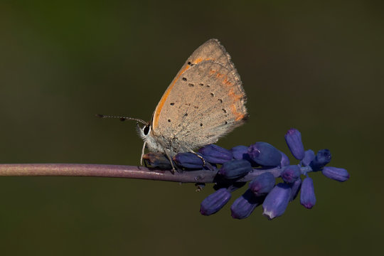 butterfly on flower
