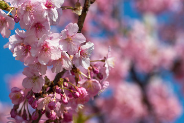 Kawazu Sakura of Fukuei Sports Plaza, Ichikawa City, Chiba Prefecture, Japan