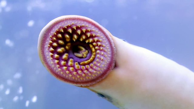 river lamprey lamprea close up  a species of parasitic  predatory  jawless fish , lampern  lampetra in Galicia Spain