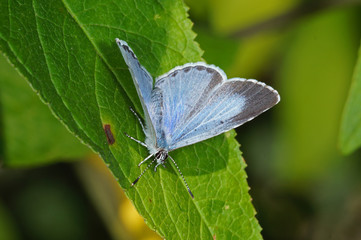 Celastrina argiolus (LINNAEUS, 1758) Faulbaumbläuling DE, NRW, Leverkusen 09.07.2016