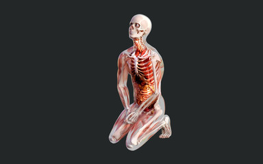 3d Illustration of a Male Skeleton Muscle System, Bone and Digestive System with Clipping Path