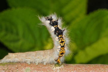 Phyllodesma tremulifolia (HÜBNER, [1810]) Eichenglucke, Raupe, Abwehrhaltung DE, RLP, Starkenburg, Mosel 09.07.2016