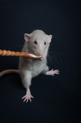 Gray rat eat from wooden spoon
