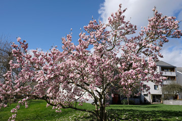 sommet de magnolia