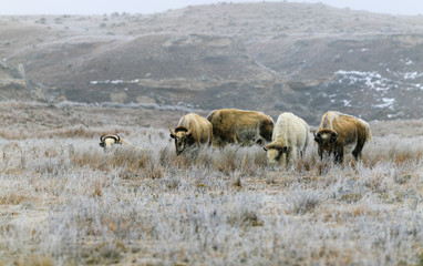 A rare white bison with its heard in Lake Scott State Park grazes on grass in the winter of 2019