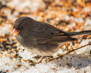junco sparrow eating birdseed in glistening snow