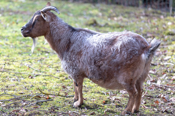 Fototapeta premium Brown cameroon dwarf goat standing on the sand. Side view