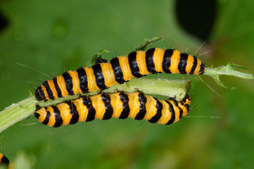 Tyria jacobaeae (LINNAEUS, 1758) Jakobskrautbär, Raupe DE, NRW, Köln-Chorweiler 12.07.2016