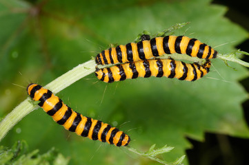 Tyria jacobaeae (LINNAEUS, 1758) Jakobskrautbär, Raupe DE, NRW, Köln-Chorweiler 12.07.2016