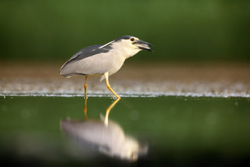 Fototapeta premium The black-crowned night heron (Nycticorax nycticorax) watching for fish in shallow water.Heron with reflection in water. Night heron with fish on the beak.