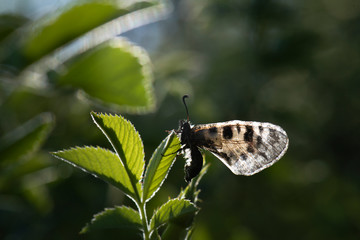 butterfly on leaf