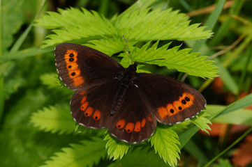 Erebia ligea (LINNAEUS, 1758) Weißbindiger Mohrenfalter DE, NRW, Lampertstal, Eifel 15.07.2016