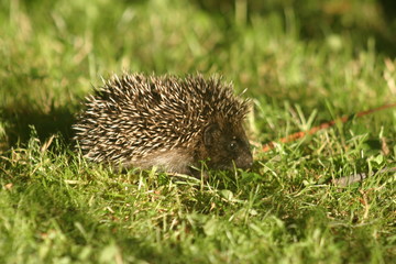 Hérisson juvénile-8