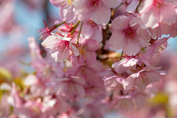 Kawazu Sakura of Fukuei Sports Plaza, Ichikawa City, Chiba Prefecture, Japan