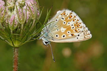 Polyommatus coridon (PODA, 1761) Silbergrüner Bläuling DE, NRW, Lampertstal, Eifel 15.07.2016