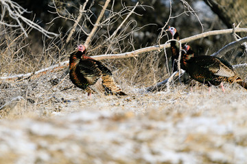 Wild Turkeys forage for food amongst the trees at Lake Scott State Park, in Western Kansas, February 2019