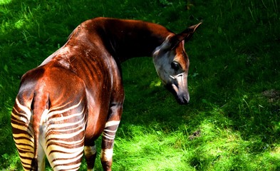The okapi (forest giraffe, congolese giraffe or zebra giraffe) is an artiodactyl mammal. Although the okapi bears striped markings reminiscent of zebras, it is most closely related to the giraffe. - obrazy, fototapety, plakaty