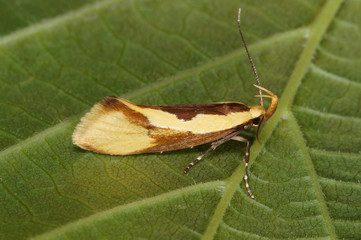 Harpella forficella (SCOPOLI, 1763) Harpella forficella (SCOPOLI, 1763), Faulholzmotte DE, RLP, Reil, Mosel 15.07.2016