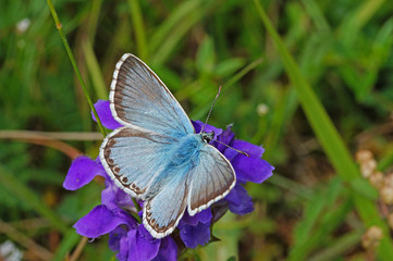 Polyommatus coridon (PODA, 1761) Silbergrüner Bläuling DE, NRW, Lampertstal, Eifel 15.07.2016