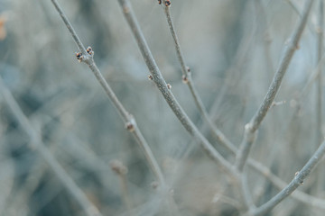 Aspen branches budding