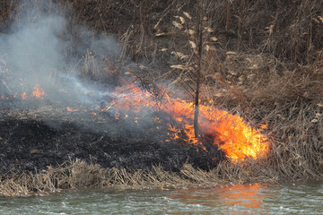 Natural disaster, fire destroying cane grass and bush at riverbank in marsh