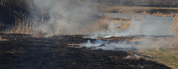 Naklejka na ściany i meble Natural disaster, destroyed cane grass and bush at riverbank in marsh after fire