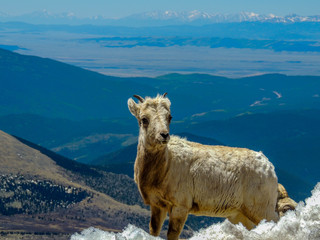 Fototapeta premium Mountain goat with Colorado view