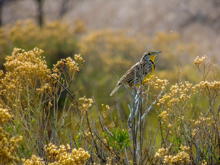 Meadowlark on a bush branch