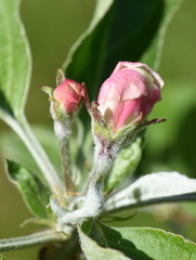 Pink flowerbud of common pear tree Pyrus communis