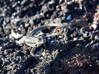 Small lava lizard of the genus Microlophus  sitting on a stone on Galapagos