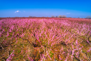 Obraz premium Orchard of peach trees bloomed in spring.Aerial shot with drone