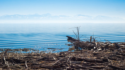 Huge amount of driftwood at lake Constance after a storm