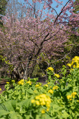 Kawazu cherry blossoms and rape blossoms at Fukuei Sports Plaza, Ichikawa city, Chiba Prefecture, Japan