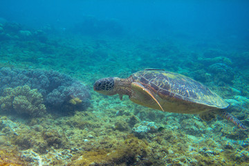 Green turtle in coral sea bottom photo. Sea turtle underwater closeup. Oceanic animal in wild nature.