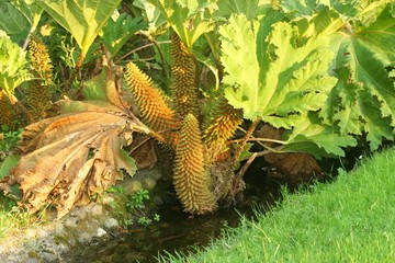 Acanthe à feuilles molles Acanthus mollis-1