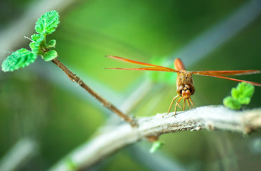 dragonfly on a wooden branch with green background, Indian Wildlife 