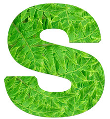 letter s with texture of fern leaves, font Helvetica Word