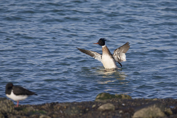 A red-breasted merganser (Mergus serrator) swimming and foraging along the Dutch coast in the North sea.