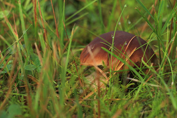 Mushroom