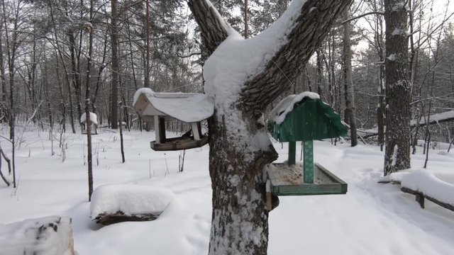 Tree feeder for birds in the winter forest. Little birds fly by.