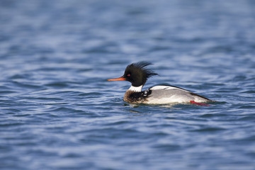 A red-breasted merganser (Mergus serrator) swimming and foraging along the Dutch coast in the North sea.