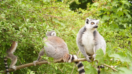 ring tailed lemur