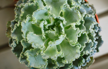 Echeveria in a flower pot close up