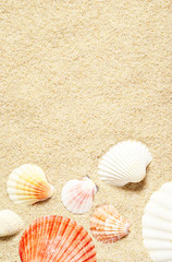 Fototapeta na wymiar Sea shells on sandy beach. Summer background. Top view