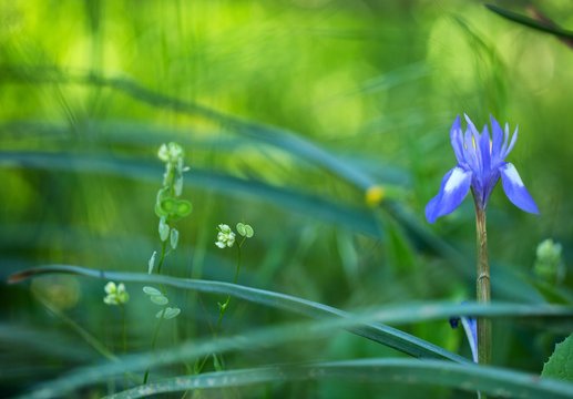 Barbary nut blue wild flower background