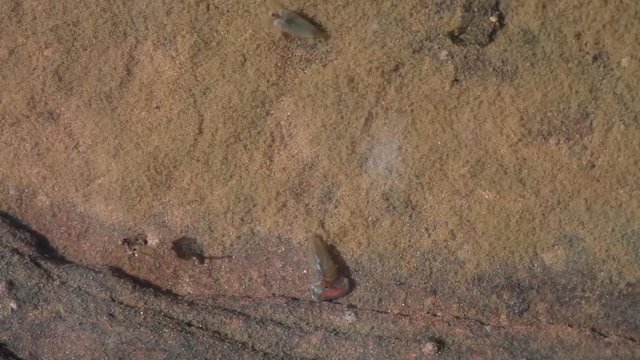 Tadpole shrimp swim in a shallow vernal pool in the desert of Southern Utah.