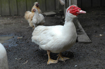 Hauserpel auf dem Bauernhof 